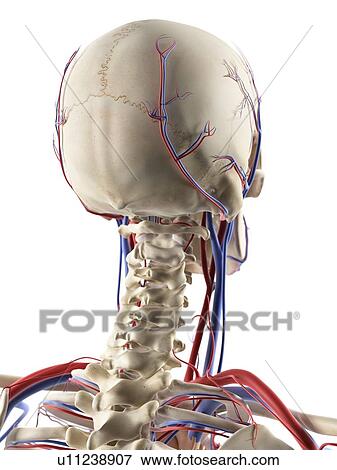 Stock Illustration - Blood vessels in the head, artwork. Fotosearch