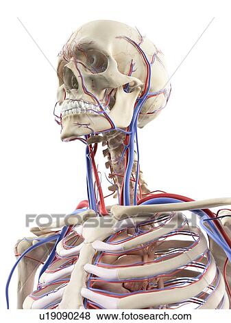 Blood vessels in the head, artwork View Large Illustration Stock Illustration - Blood vessels in the head, artwork. Fotosearch