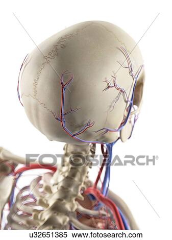 Blood vessels in the head, artwork View Large Illustration Stock Illustration - Blood vessels in the head, artwork. Fotosearch