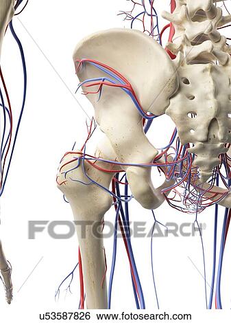 Stock Illustration - Blood vessels in the hip, artwork. Fotosearch