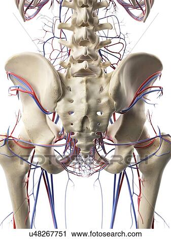 Blood vessels in the hips, artwork View Large Illustration Clip Art - Blood vessels in the hips, artwork. Fotosearch