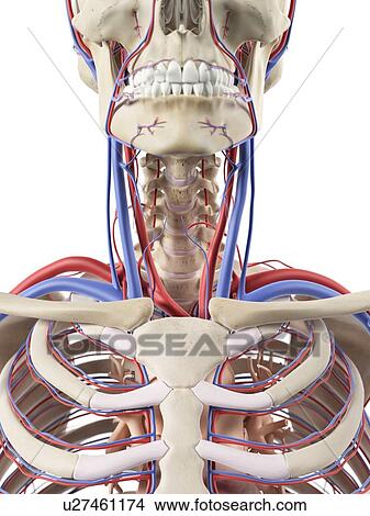 Blood vessels in the, neck, artwork View Large Illustration Stock Illustration - Blood vessels in the, neck, artwork. Fotosearch