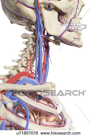 Blood vessels in the, neck, artwork View Large Illustration Stock Illustration - Blood vessels in the, neck, artwork. Fotosearch