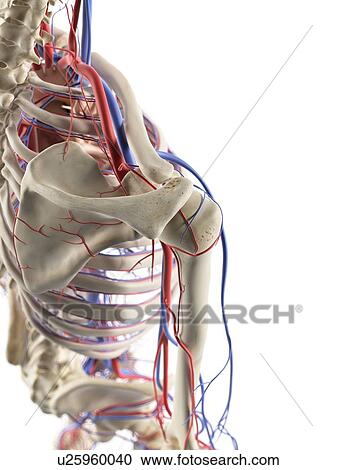 Clipart - Blood vessels in the shoulder, artwork. Fotosearch