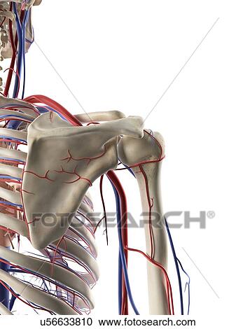 Blood vessels in the shoulder, artwork View Large Illustration Clipart - Blood vessels in the shoulder, artwork. Fotosearch