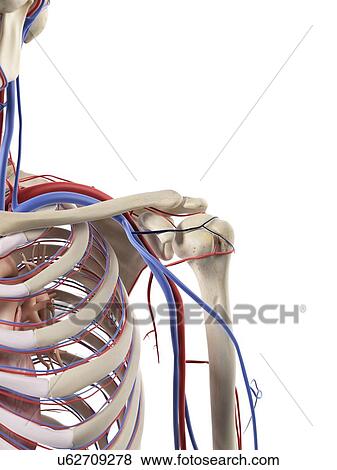 Blood vessels in the shoulder, artwork View Large Illustration Stock Illustration - Blood vessels in the shoulder, artwork. Fotosearch