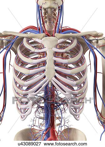 Stock Illustration - Blood vessels in the thorax, artwork. Fotosearch
