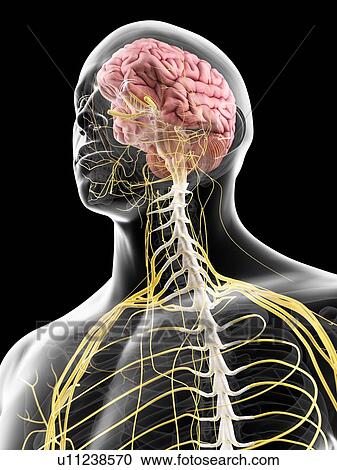 Brain and nerves, artwork View Large Illustration Clipart - Brain and nerves, artwork. Fotosearch