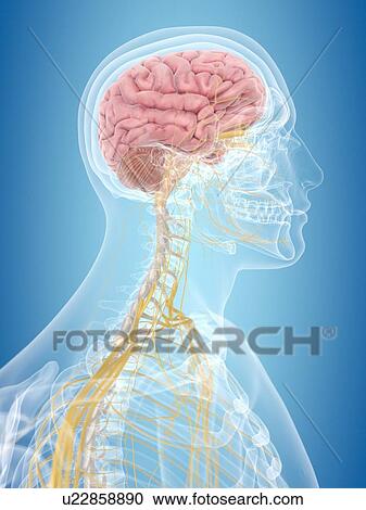 Brain and nerves, artwork View Large Illustration Clipart - Brain and nerves, artwork. Fotosearch