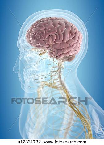 Brain and nerves, artwork View Large Illustration Drawing - Brain and nerves, artwork. Fotosearch