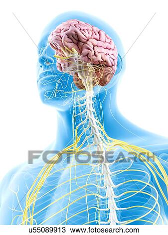 Drawing - Brain and nerves, artwork. Fotosearch