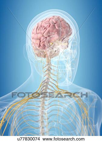 Stock Illustration - Brain and nerves, artwork. Fotosearch