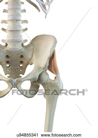 Clip Art - Buttock muscle, artwork. Fotosearch