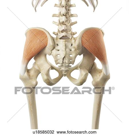 Drawing - Buttock muscle, artwork. Fotosearch