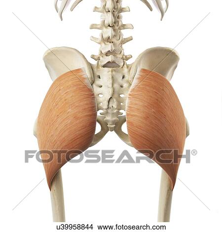 Stock Illustration - Buttock muscle, artwork. Fotosearch