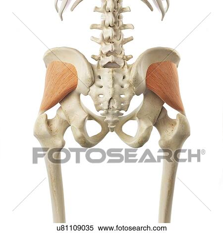 Buttock muscle, artwork View Large Illustration Stock Illustration - Buttock muscle, artwork. Fotosearch