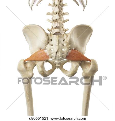 Buttock muscles, artwork View Large Illustration Clip Art - Buttock muscles, artwork. Fotosearch