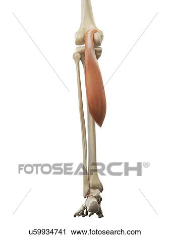 Clip Art - Calf muscle, artwork. Fotosearch