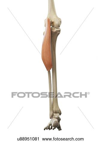 Clip Art - Calf muscle, artwork. Fotosearch