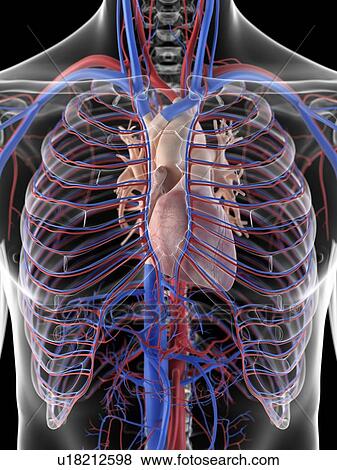 Cardiovascular system, artwork View Large Illustration Stock Illustration - Cardiovascular system, artwork. Fotosearch