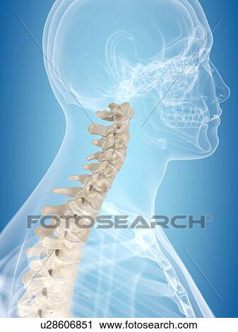 Clip Art - Cervical spine, artwork. Fotosearch