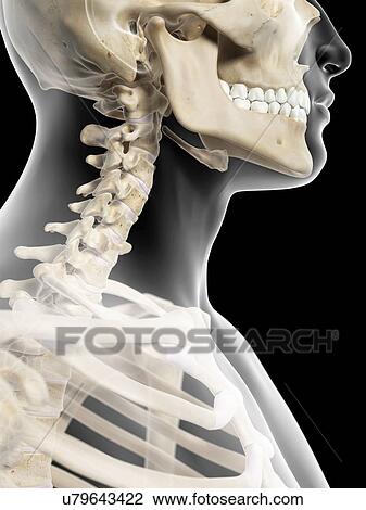 Drawing - Cervical spine, artwork. Fotosearch