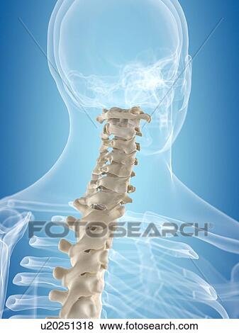 Cervical spine, artwork View Large Illustration Stock Illustration - Cervical spine, artwork. Fotosearch