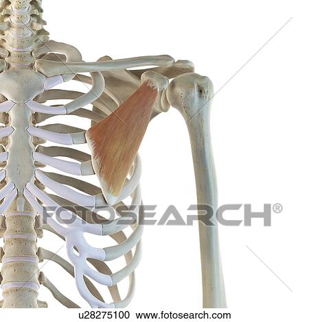 Chest muscle, artwork View Large Illustration Clipart - Chest muscle, artwork. Fotosearch