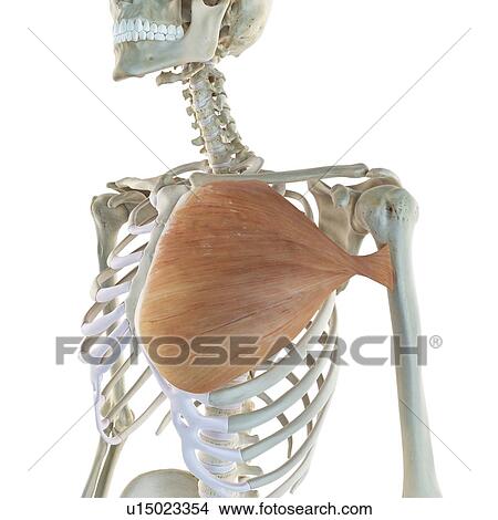 Chest muscle, artwork View Large Illustration Stock Illustration - Chest muscle, artwork. Fotosearch