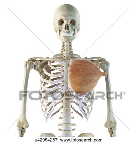 Chest muscle, artwork View Large Illustration Stock Illustration - Chest muscle, artwork. Fotosearch