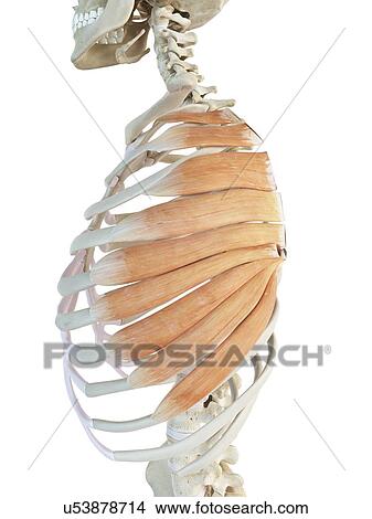 Stock Illustration - Chest muscles, artwork. Fotosearch