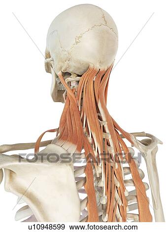 Stock Illustration - Deep neck muscles, artwork. Fotosearch