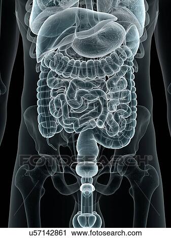 Digestive system, artwork View Large Illustration Clip Art - Digestive system, artwork. Fotosearch