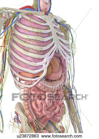 Drawing - Digestive system, artwork. Fotosearch