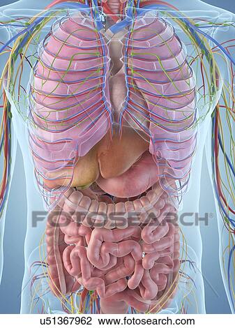Drawing - Digestive system, artwork. Fotosearch