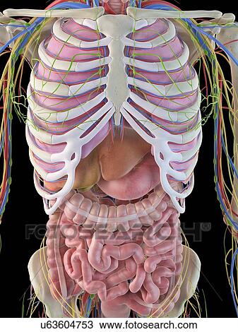 Drawing - Digestive system, artwork. Fotosearch