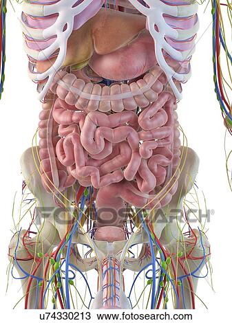 Digestive system, artwork View Large Illustration Drawing - Digestive system, artwork. Fotosearch