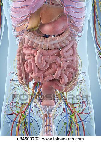 Drawing - Digestive system, artwork. Fotosearch