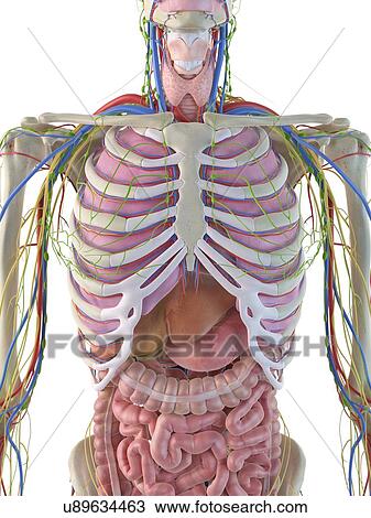 Drawing - Digestive system, artwork. Fotosearch