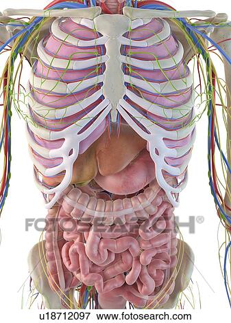 Digestive system, artwork View Large Illustration Stock Illustration - Digestive system, artwork. Fotosearch