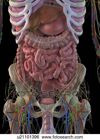 Stock Illustration - Digestive system, artwork. Fotosearch