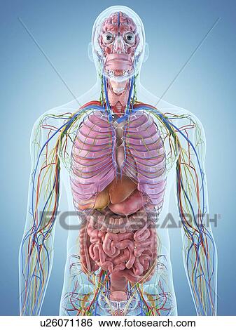 Digestive system, artwork View Large Illustration Stock Illustration - Digestive system, artwork. Fotosearch