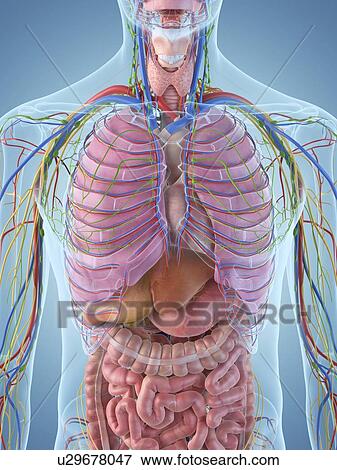 Stock Illustration - Digestive system, artwork. Fotosearch