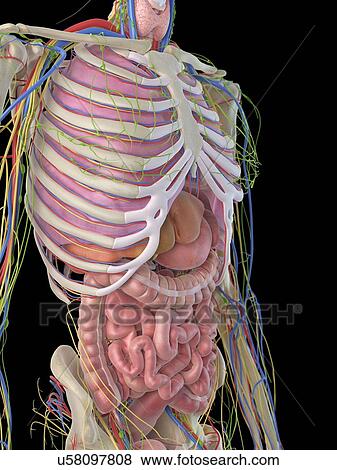 Digestive system, artwork View Large Illustration Stock Illustration - Digestive system, artwork. Fotosearch