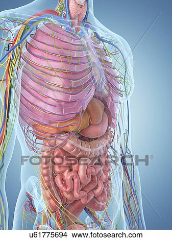 Stock Illustration - Digestive system, artwork. Fotosearch