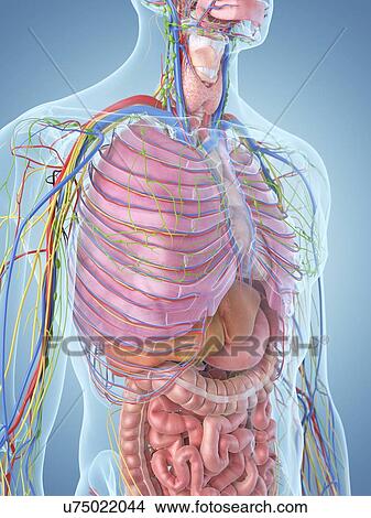 Stock Illustration - Digestive system, artwork. Fotosearch