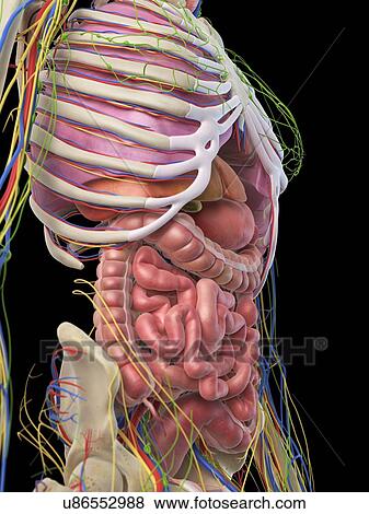 Digestive system, artwork View Large Illustration Stock Illustration - Digestive system, artwork. Fotosearch