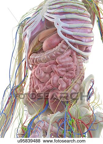 Digestive system, artwork View Large Illustration Stock Illustration - Digestive system, artwork. Fotosearch