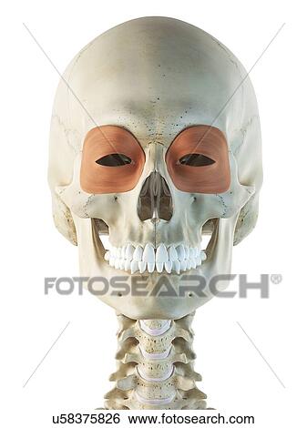 Stock Illustration - Eye muscle, artwork. Fotosearch