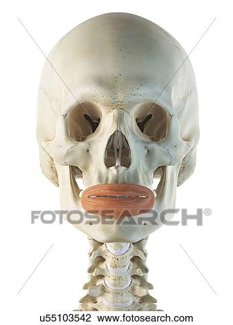 Drawing - Facial muscle, artwork. Fotosearch